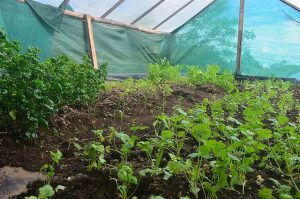 Organic greenhouse